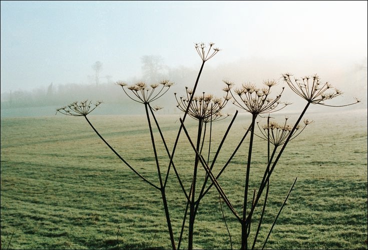 Foggy morning, Surrey January 2001