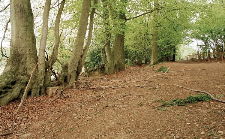 Sayers Croft woods May 1999