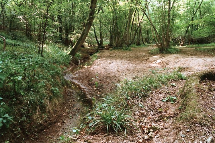 Sayers Croft woods July 1999